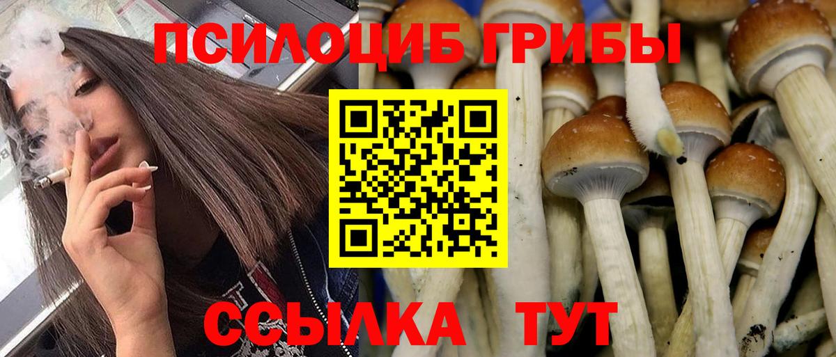 Псилоцибиновые грибы Cubensis Сорочинск