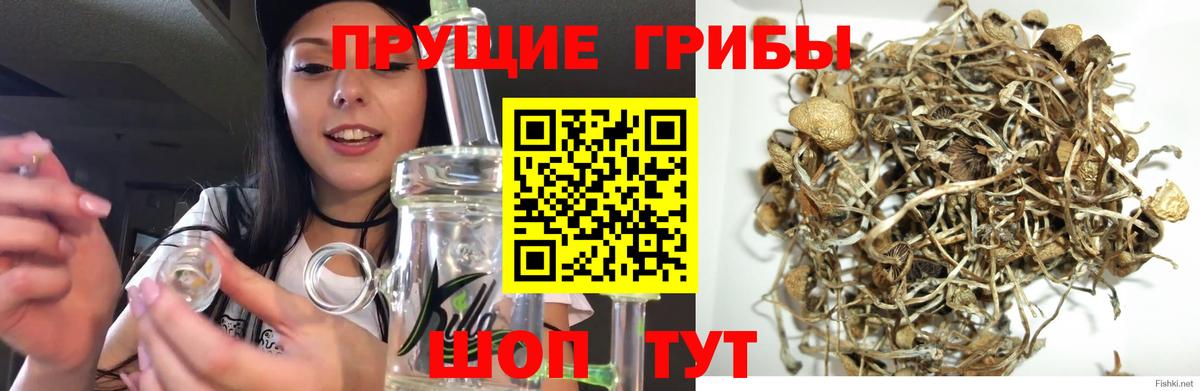 Псилоцибиновые грибы Cubensis  Вход с VPN  Сорочинск 